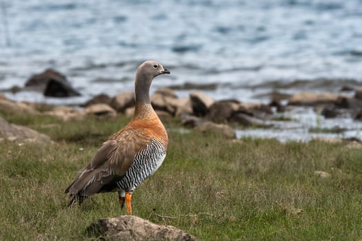 Cauquen on the shore photo