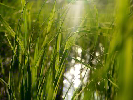 Farmers are planting rice photo