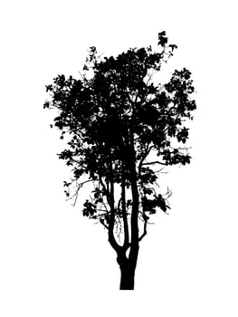 Tree silhouette for brush on white background. photo