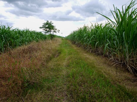 Sugarcane plantations,the agriculture tropical plant in Thailand, Trees grow from the ground on a farm in the harvest on a dirt road with bright sky photo