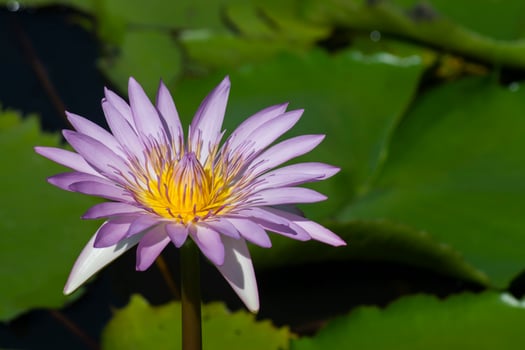 Close up of waterlily flower photo