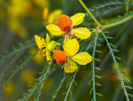 Cina Cina Flower Parkinsonia aculeata photo