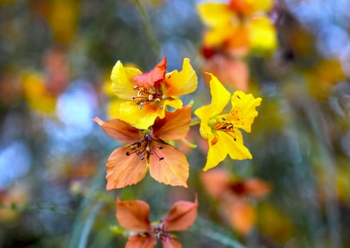 Cina Cina Flower Parkinsonia aculeata photo