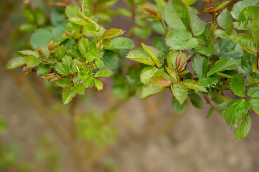 green rose bush with young leaves on blurred green background, shallow depth of field photo