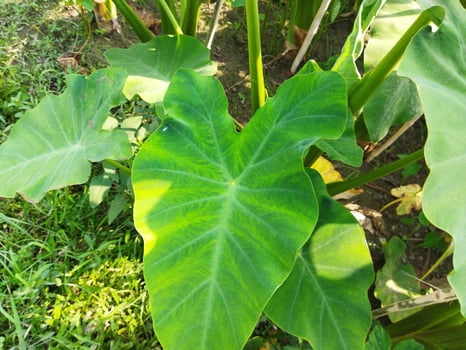 a large plant with many leaves growing in the ground photo
