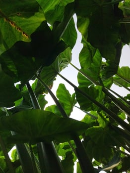a large plant with many leaves growing in the ground photo