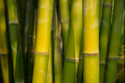 Bamboo close up in bamboo grove photo