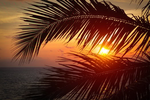 Ocean sunset visible through palm leaves photo