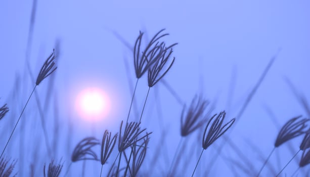 Softly and selective focus at group of swollen finger grass flower are leaning in the wind with blurred morning mist on blue natural background photo