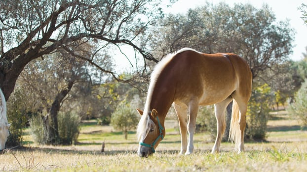 Beautiful horses peacefully eating grass in a field in Calabria photo