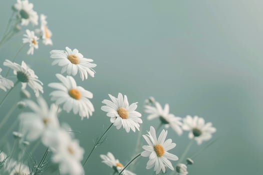 A Bunch of Daisies in a Vase photo