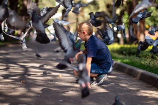 A little blond boy feeds pigeons in the park. Selective focus. photo