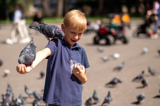 Boy feeding pigeons in the park. Selective focus. Kid. photo