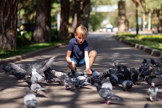 A little blond boy feeds pigeons in the park. Selective focus. photo
