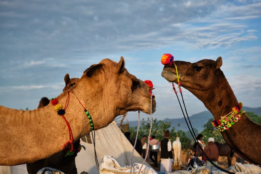 Camels at Pushkar Mela Pushkar Camel Fair , India photo