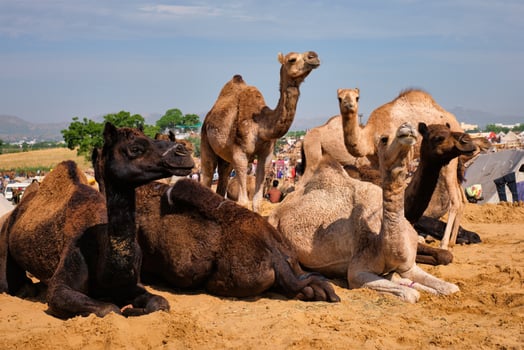 Camels at Pushkar Mela Pushkar Camel Fair , India photo