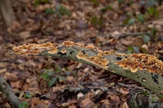 Hairy Curtain Crust Fungus resp.Stereum hirsutum,Rhineland,Germany photo