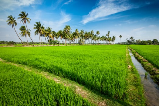 Rice close up, India photo