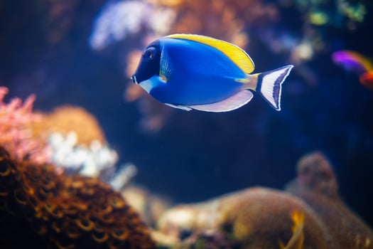 Powder-blue surgeonfish fish in sea photo