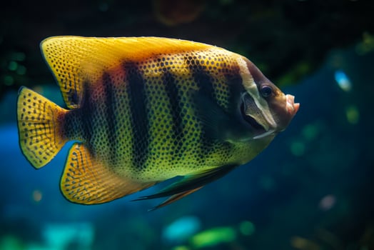 Six bar angelfish fish underwater in sea photo