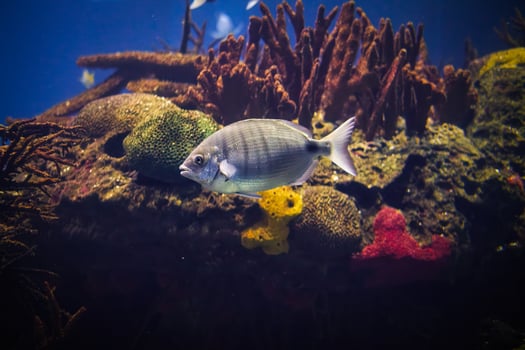 White seabream fish underwater in sea photo