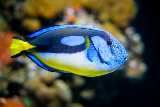 Palette surgeonfish fish underwater in sea photo