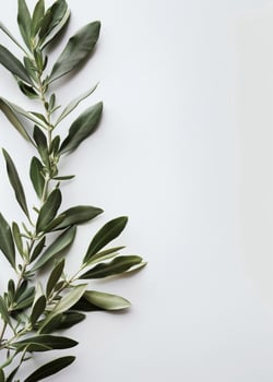 Green Plant With Leaves on White Background photo