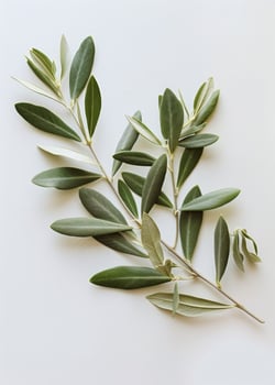 Green Plant With Leaves on White Background photo