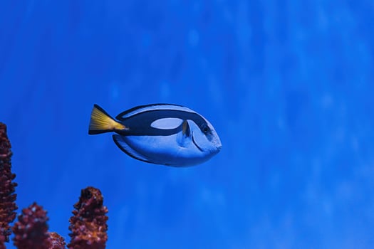 macro photography underwater paracanthurus hepatus photo