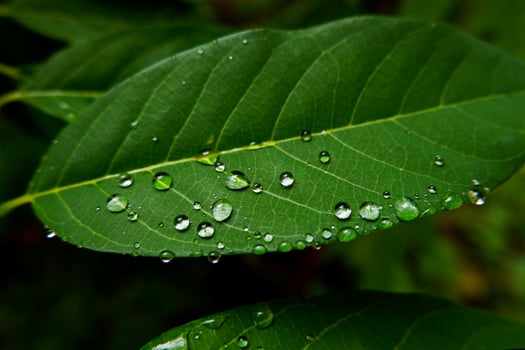 rain droplets on green leafs in garden photo