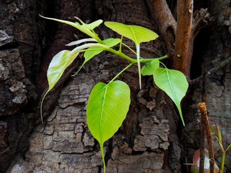 close shot of banyan trees fresh green leaves isolated on tree trunk photo