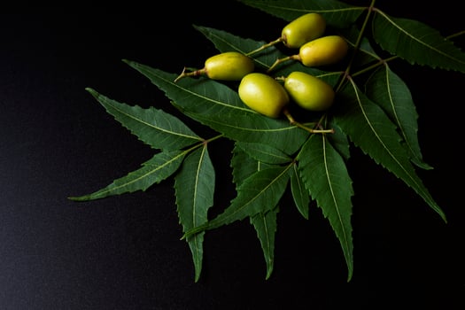 green neem leaves, nuts isolated on black background photo