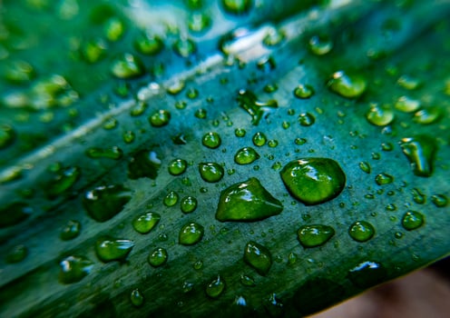 fresh raindrops isolated on green leaf in garden photo