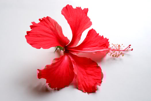 red Hibiscus flower on white background photo