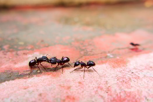 macro shot of black ants communicating each other photo