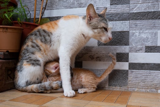 mother cat breast feeding kitten in house photo