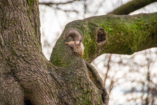 Close-up shot of the Red Squirrel photo
