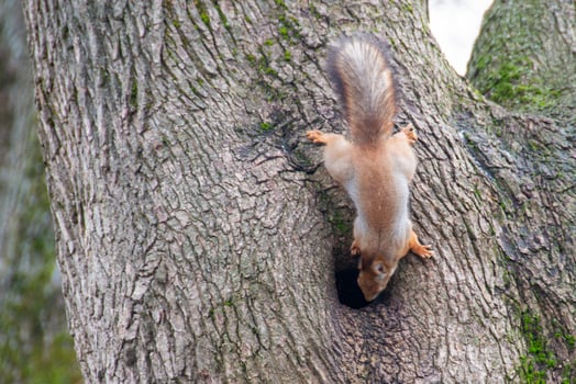 Close-up shot of the Red Squirrel photo