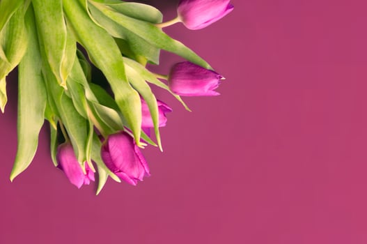 Fresh flower composition, bouquet of bi color tulips photo