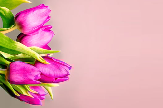 Fresh flower composition, bouquet of bi color tulips photo