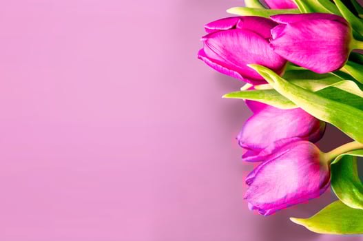Fresh flower composition, bouquet of bi color tulips photo