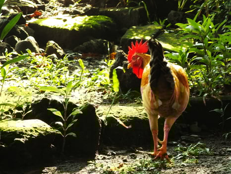 Beautiful Rooster looking for food in the morning at the garden photo