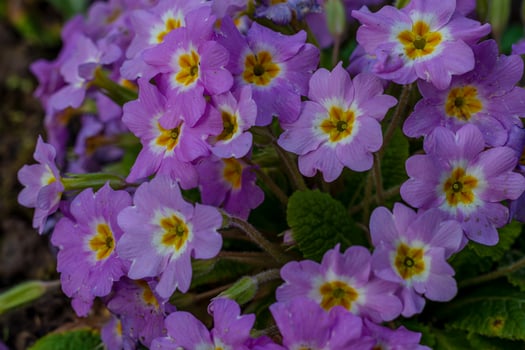 Spring flowers. Blooming primrose or primula flowers in a garden photo