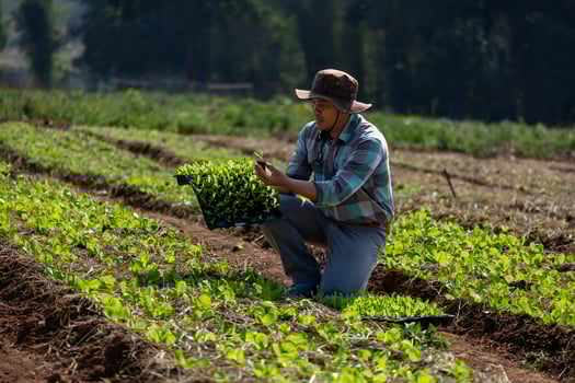 Asian farmer is carrying tray of young vegetable salad seedling to plant in mulching film for growing organics plant during spring season and agriculture concept photo