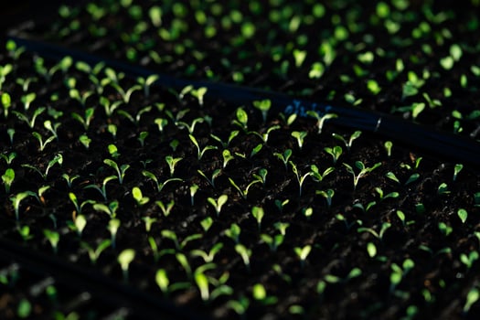 salad vegetable seedlings. small green vegetable seedlings grown in tray planting, growing healthy plants. photo