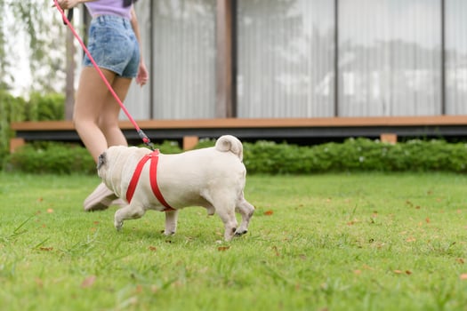 Happy asian woman playing with Cute Smart pug Puppy Dog In the Backyard photo