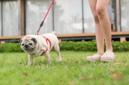 Cute Smart pug Puppy Dog In the Backyard photo