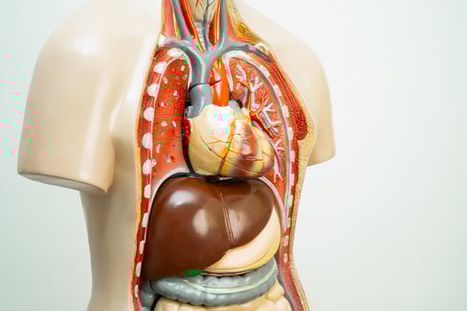 Human model anatomy for medical training course, teaching medicine education. photo