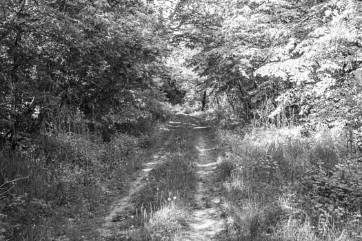 Photography on theme beautiful footpath in wild foliage woodland photo
