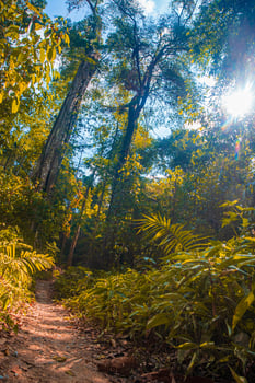 The sunlight shines on the far away sides of the trees in green tropical forest, Thailand. photo